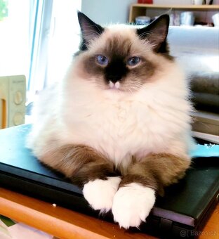 Ragdoll s pp - 2