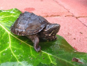 Klapavka obecná(Sternotherus odoratus) - 2