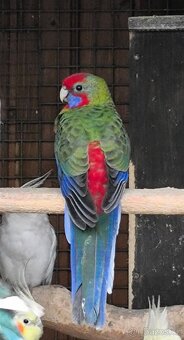 Rosela pestrá a penant - 2
