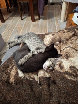 Daruji koťátka - 2