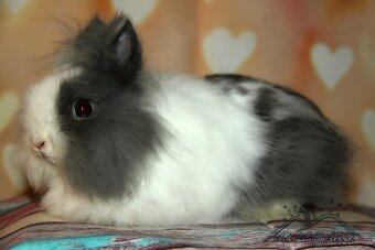 Zakrslý králíček Teddy sameček_ doprava po ČR - 2