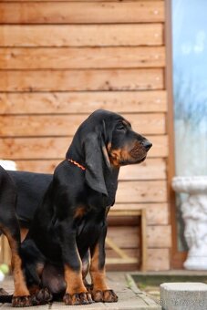 Coonhound Black and Tan/ Americký mývalí pes - 2