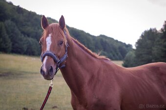Predam žrebca anglickeho plnokrvnika A1/1 - 2