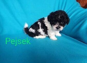 Boloňský psík - 2