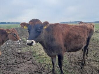 Březí jalovice jersey - 2