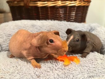 Samečci skinny morčátek - 2