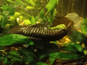 Prodám Ancistrusy a sumečky - 2