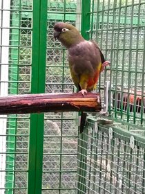 Papousek patagonsky - 2