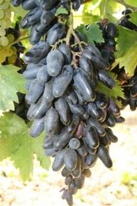 Sazenice vinné révy odrůda stolní různé druhy - 2