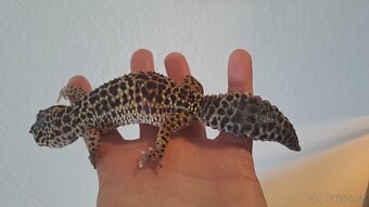 Gekončík noční (Eublepharis macularius) - 2