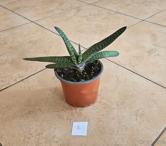 Sukulenty Gasteria - 2
