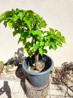 Tvarovaný strom, bonsai, niwaki, yamadori - 2