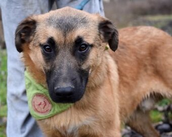 AMIGO K ADOPCI - 1 ROK, HRAVÝ, PŘÁTELSKÝ, VHODNÝ K DĚTEM - 2