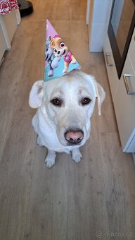 Labrador na krytí - 2