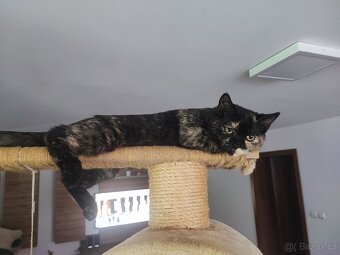 Skotské klapouché holčičky Straight ❣️ - 2