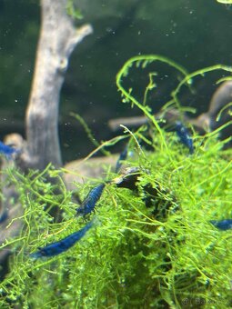 Krevetky Neocaridina Davidi var. Blue Dream - 2