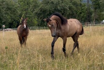Prodáme 1,5 letou klisnu Českého teplokrevníka, ČT - 2