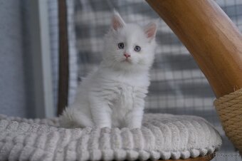 Mainská mývalí - maine coon - MCO - modrooká kočička - 2