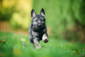 Německý ovčák - štěňata - 2