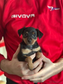 Pražský krysařík- srnčí pinc - 2