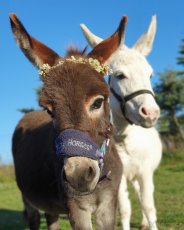 Miniaturní středozemní osel - mini oslík - 2