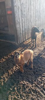 Beránek kamerunský - 2