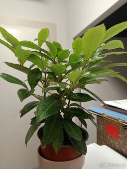 Ardísie vroubkovaná - Klíman - 2