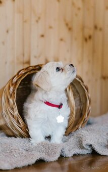 Havanský psík - Bichon Havanais - 2