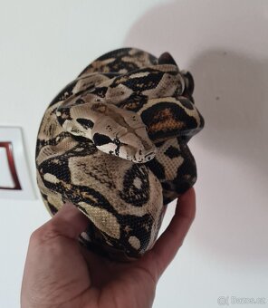 Boa c. Imperator - 2