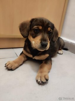 Jezevčík trpasličí x Jack Russell - 2