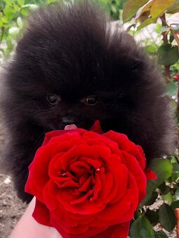 pomeraniany - 2