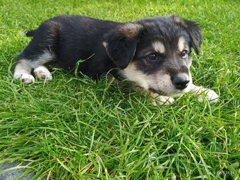 Štěňata Borderkolie a Labradora - 2
