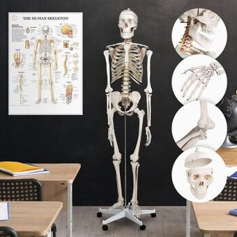 Kostra lidské anatomie - 2