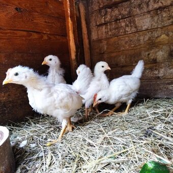 Leghorn-prodej kuřátka - 2