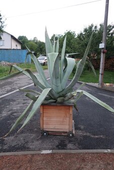 kaktus agave americka - 2