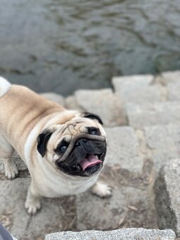 🐶 Hledáme nevěstu pro našeho mopsíka 🐶 - 2