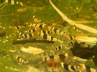 Krevety caridina - 2