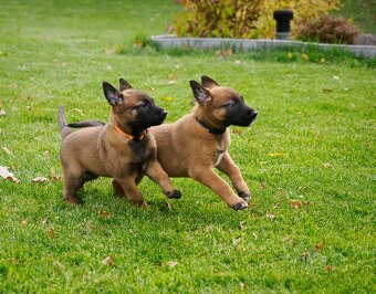 Belgický ovčák malinois s PP - 2