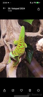 Terária s obyvateli - 2