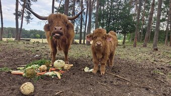 Skotský náhorní skot - 2