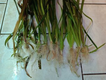 akvarijní rostliny - 2