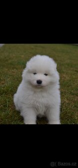 Fenky Samojeda FCI - 2