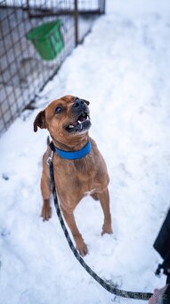 Baroš - mini kříženec bull, aktivní, 7 let - 2