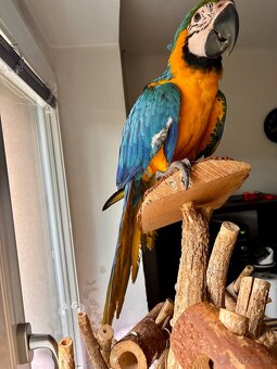 Prodám Ara Ararauna - 2