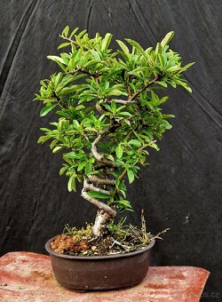 Bonsaj, Bosai - Hlohyne 3 - 2