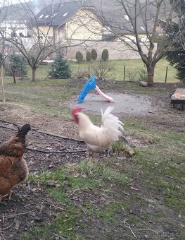 Kohout bresse gauloisse - 2