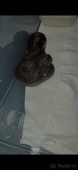Hroznýš královský Leopard het sharp albino samice - 2