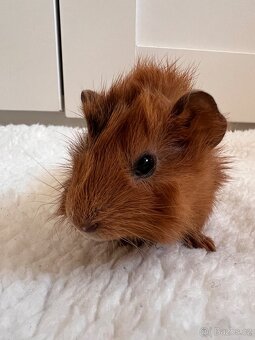 Na prodej roztomilá morčátka 🐹💛 - 2