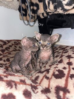 Kanadský Sphynx kaťata bez pp - 2