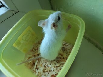 Osmák degu - 2